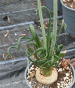 Albuca spiralis - Plante n pot