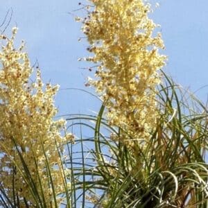 Beaucarnea gracilis - Détail des inflorescences