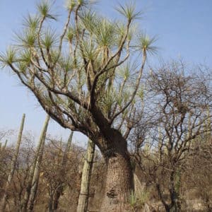 Beaucarnea gracilis - Vue de l'arbre