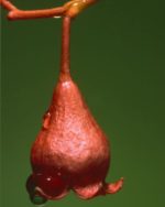Brachychiton acerifolius - Détail d'une fleur