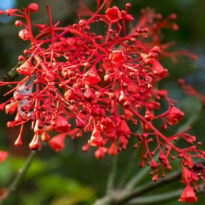 Brachychiton acerifolius, Inflorescences de Brachychiton acerifolius, Graines de Brachychiton acerifolius, Graines de Flamme australienne