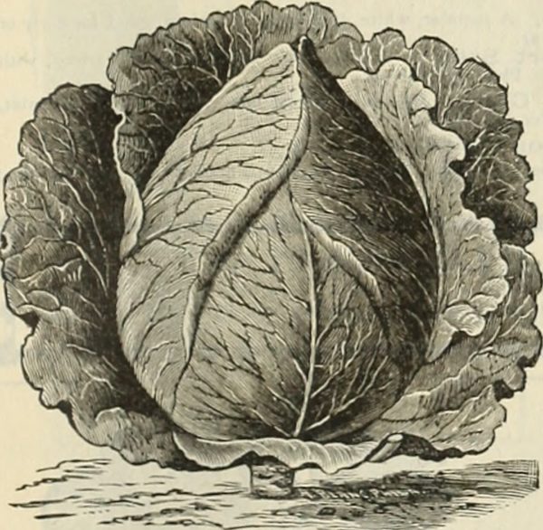 Brassica oleracea capitata - Illustration