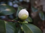 Camellia oleifera - Bourgeon et feuillage