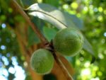Camellia oleifera - Détail des fruits