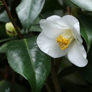 Camellia oleifera - Fleur ouverte et feuillage