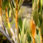 Graines de Chusquea subtessellata, graines de Swallenochloa subtessellata
