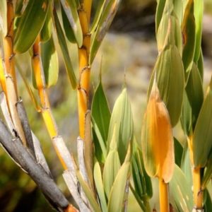 Chusquea subtessellata - Zoom des feuilles