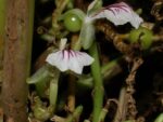 Elettaria cardamomum, Fleur de Cardamome