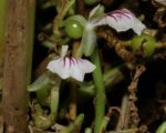 Elettaria cardamomum, Fleur de Cardamome