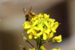 Fleurs de Mizuna vert - Brassica rapa var. nipposinica