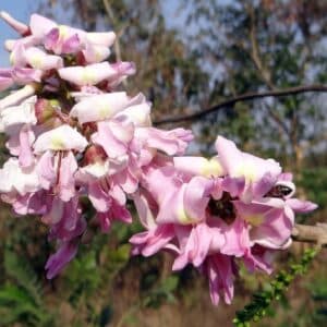 Détail des fleurs de Gliricidia sepium