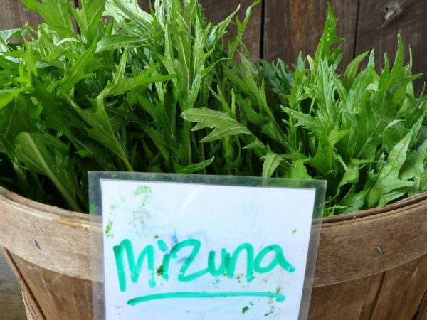 Mizuna vert - Moutarde japonaise - Récolte