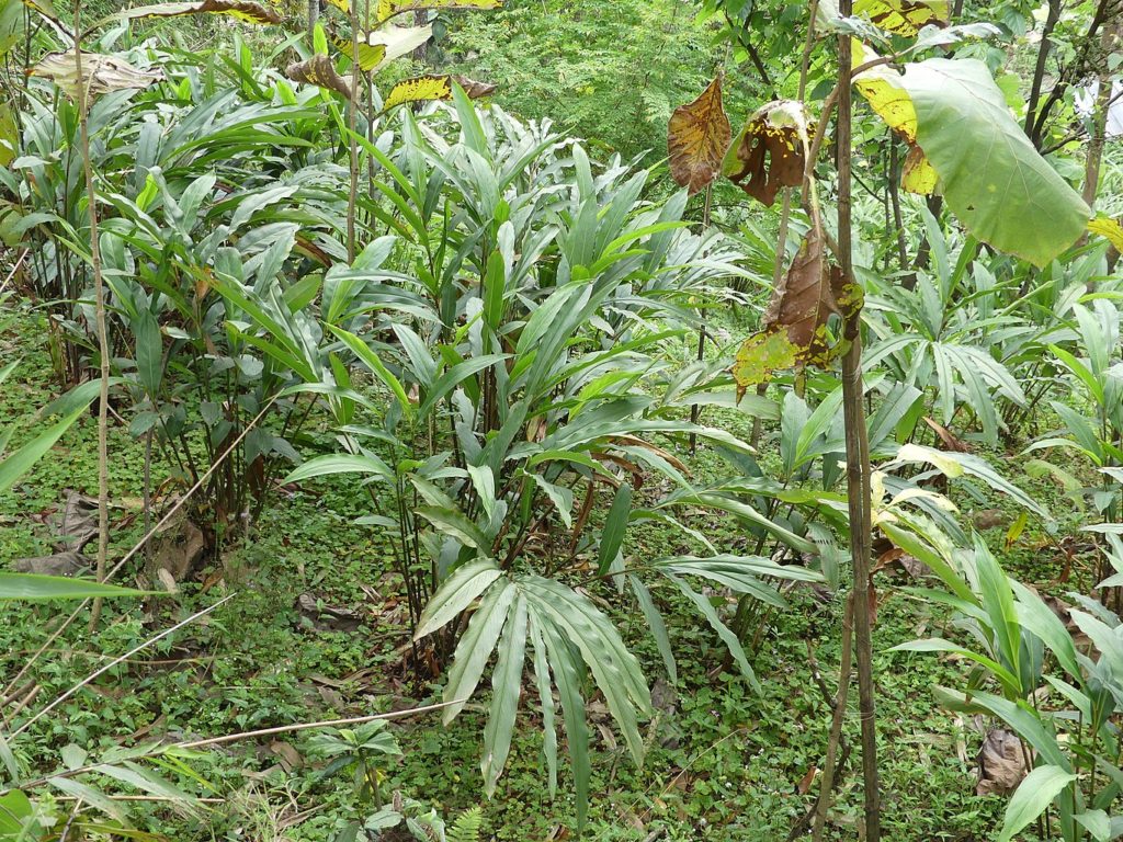 Plants de cardamome brune ou Amomum subulatum