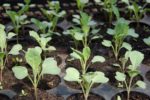 Semis de Brassica oleracea - Chou Cabus