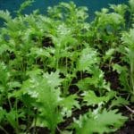 Semis de Brassica rapa var. nipposinica