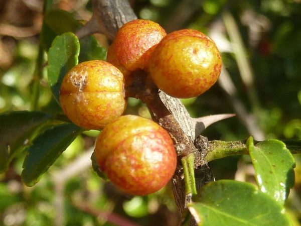 Zanthoxylum capense - Détail des fruits