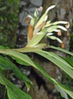 Alpinia arctiflora - Inflorescence
