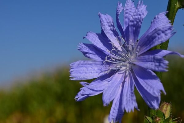Cichorium intybus L. – Chicorée sauvage fleur