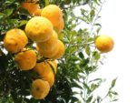 Fruits de Citrus medica, Cédratier