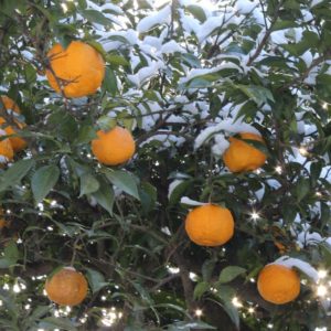 Citrus medica, Cédratier, port de l'arbre