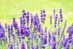 Graines de Lavandula angustifolia, Graines de Lavande