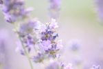 Graines de Lavandula officinalis, Graines de Lavande