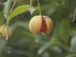 Myristica fragrans, Fruit en arbre de Muscadier, Noix de Myristica fragrans, Noix de Muscadier