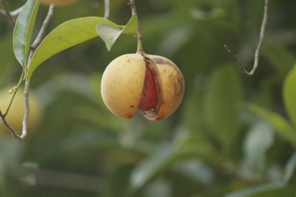 Myristica fragrans - Fruit du Muscadier - Nutmeg tree