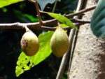 Myristica fragrans, Fruit en fleur du Muscadier, Noix de Myristica fragrans, Noix de Muscadier