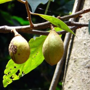 Myristica fragrans, Fruit en fleur du Muscadier, Noix de Myristica fragrans, Noix de Muscadier