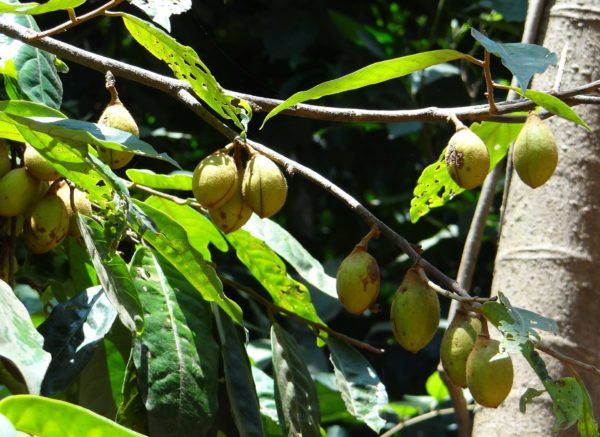 Myristica fragrans - Muscadier - Nutmeg tree