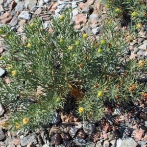 Peganum harmala, Wild harmal, Rue de Syrie port