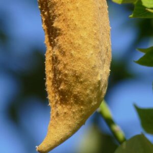 Follicule ligneux de Brachychiton discolor