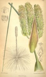 Dasylirion quadrangulatum - dessin botanique