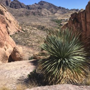 Dasylirion wheeleri dans son milieu naturel