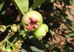 Détail des pommes roses - Fruits du Syzygium jambos