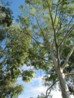 Eucalyptus camaldulensis - Vue de l'arbre sempervirent