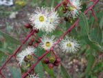 Eucalyptus camaldulensis - Détails des fleurs