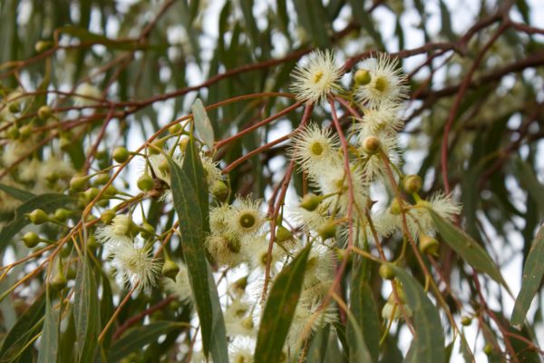 Eucalyptus camaldulensis - Feuillage et fleurs