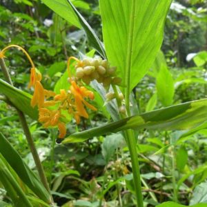 Fleurs et bulbilles de Globba schomburgkii