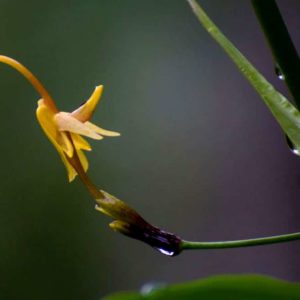 Globba clarkei - Détail d'une fleur
