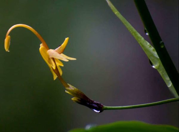 Globba clarkei - Détail d'une fleur