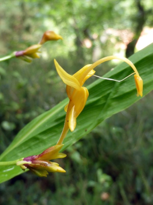 Globba clarkei - Détail d'une fleur de globée