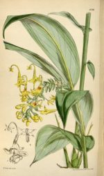 Globba schomburgkii - Esquisse botanique
