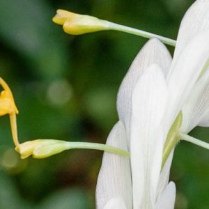 Globba winitii 'Alba' - Détail des fleurs et bractées blanches
