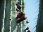Pachycereus weberi - Détail des fruits
