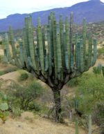 Pachycereus weberi ou cactus cierge