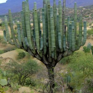 Pachycereus weberi ou cactus cierge