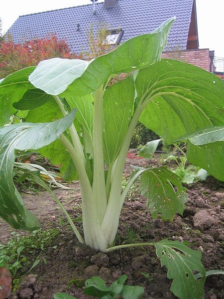 Pakcho Graines de Pak Choï - Brassica rapa chinensis - Boutique Végétale