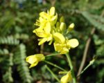 Pak Choï rouge - Brassica rapa subsp chinensis - Détail des fleurs